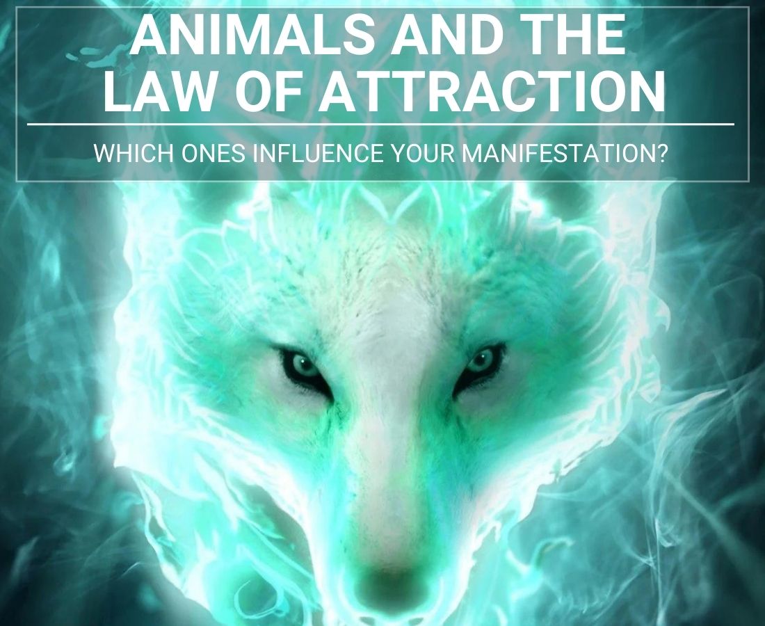 Animals And The Law Of Attraction: Which Ones Influence Your Manifestation?  