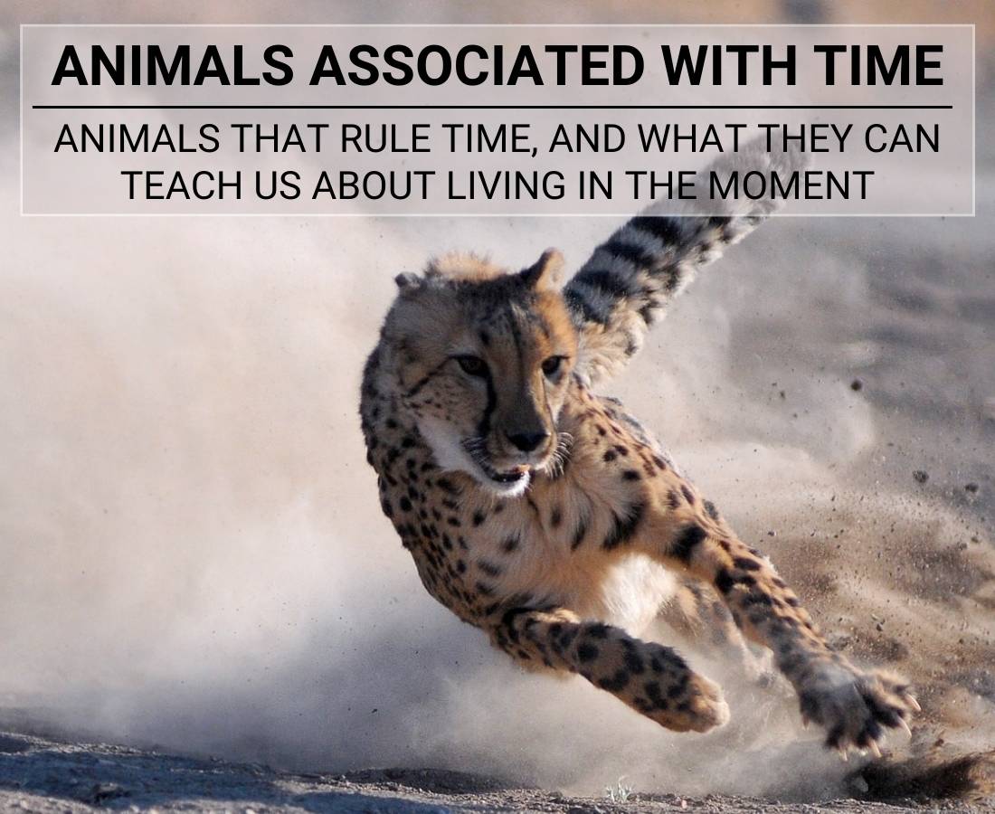 Animals Associated With Time [And Living In The Moment]