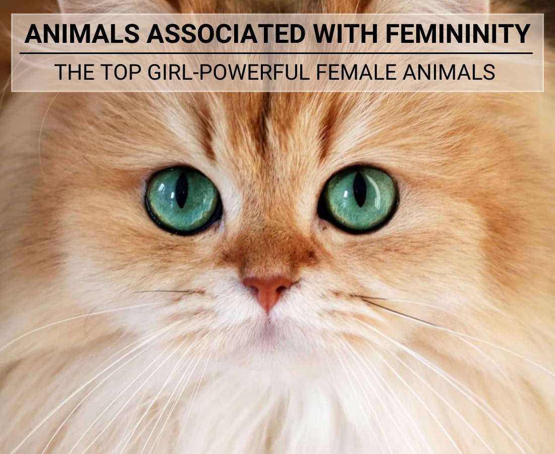 Animals Associated with Femininity