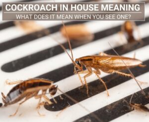 Cockroach in House Meaning