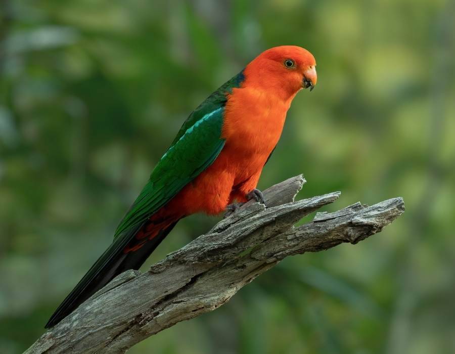 parrot
