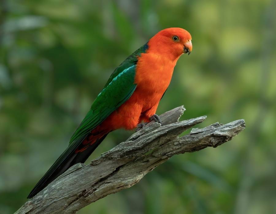 Australien King Parrot