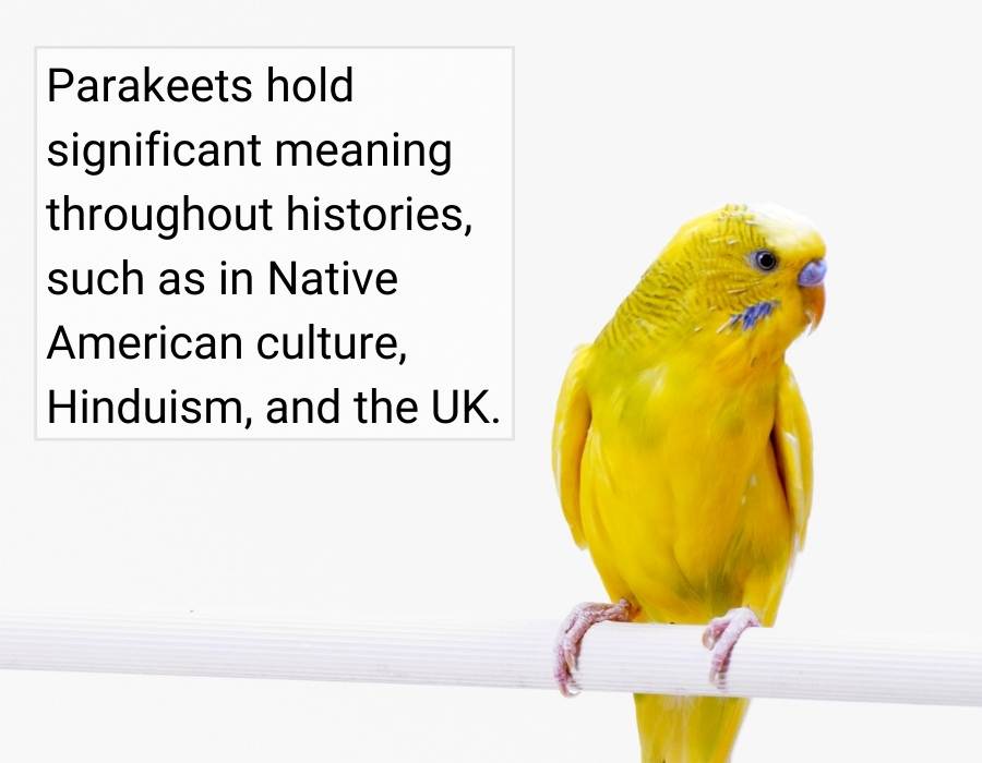 Parakeets hold spiritual meaning