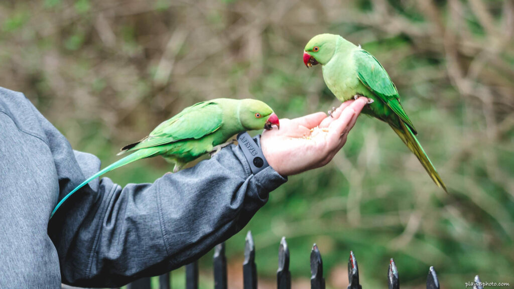 Parakeet Symbolism: What Does This Spirit Animal Mean For You? -  