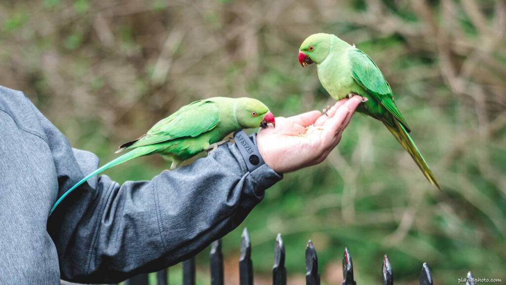 Hendrix? Hepburn? Study busts myths about origins of UK's parakeets, Science