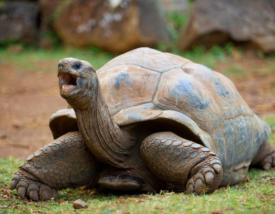 Tortoise Animals Associated With Time: Animals That Rule Time, and What They Can Teach Us About Living in the Moment