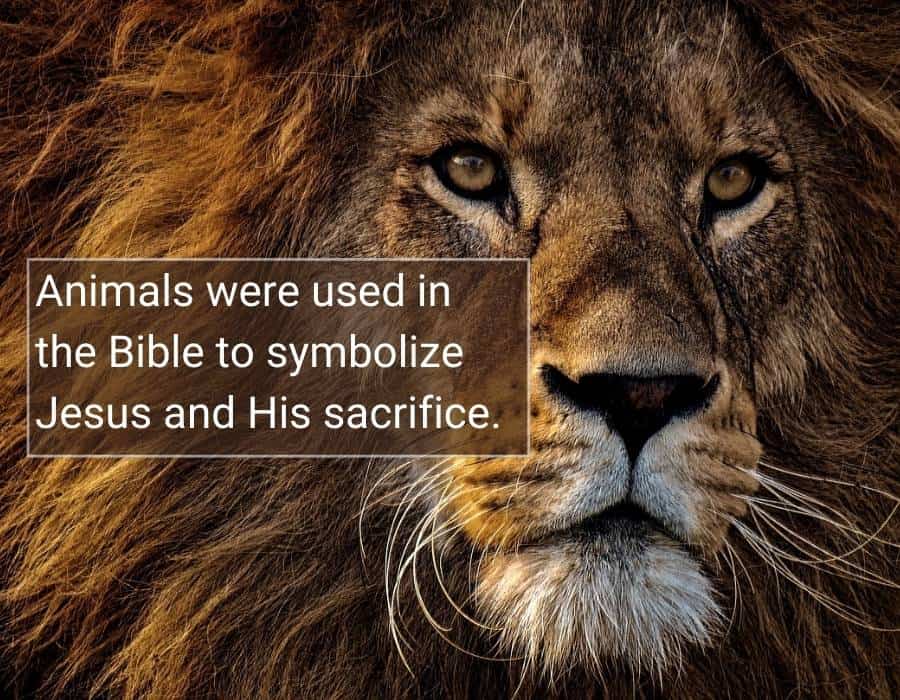 aimals bible representing Jesus Animals in the Bible: What Do They Mean Symbolically And Spiritually?