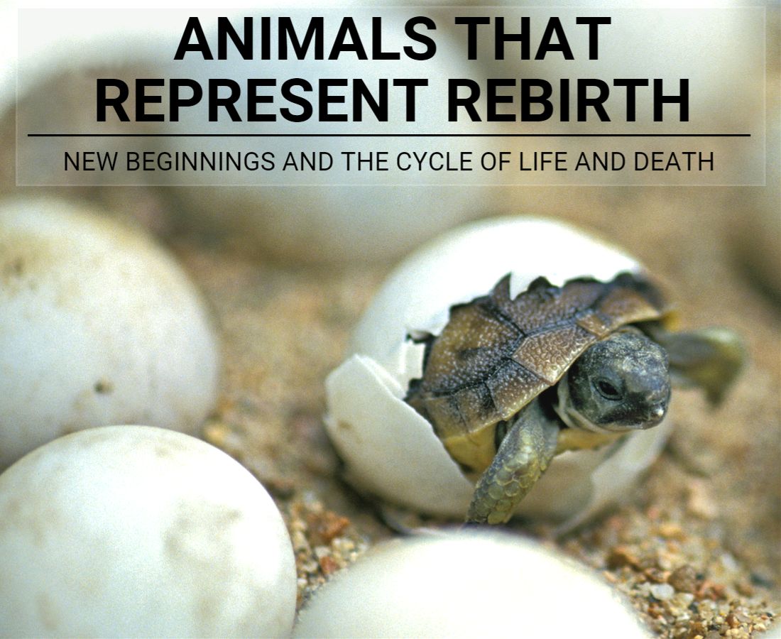 Animals That Represent Rebirth: The Cycle Of Life And Death