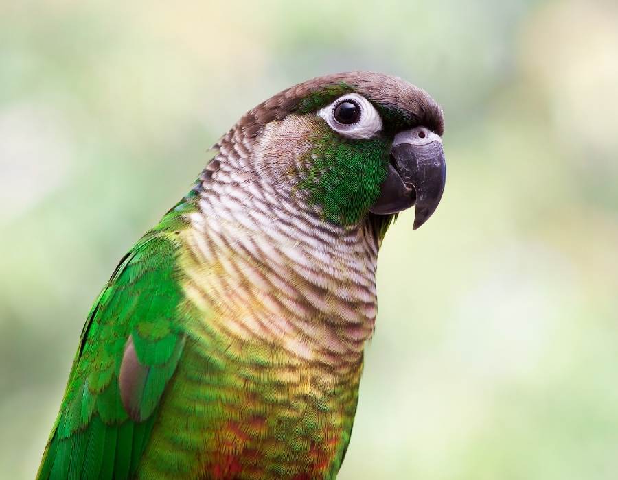 Parakeet Symbolism: What Does This Spirit Animal Mean For You? -  