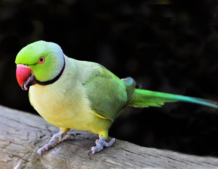 beautiful spiritual parakeet