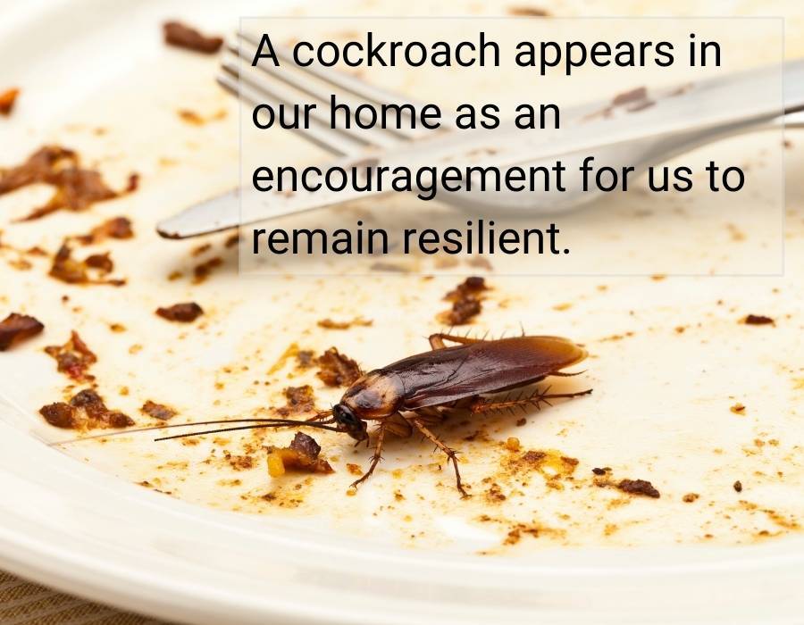 cockroach symbolism encouragement remain resilient