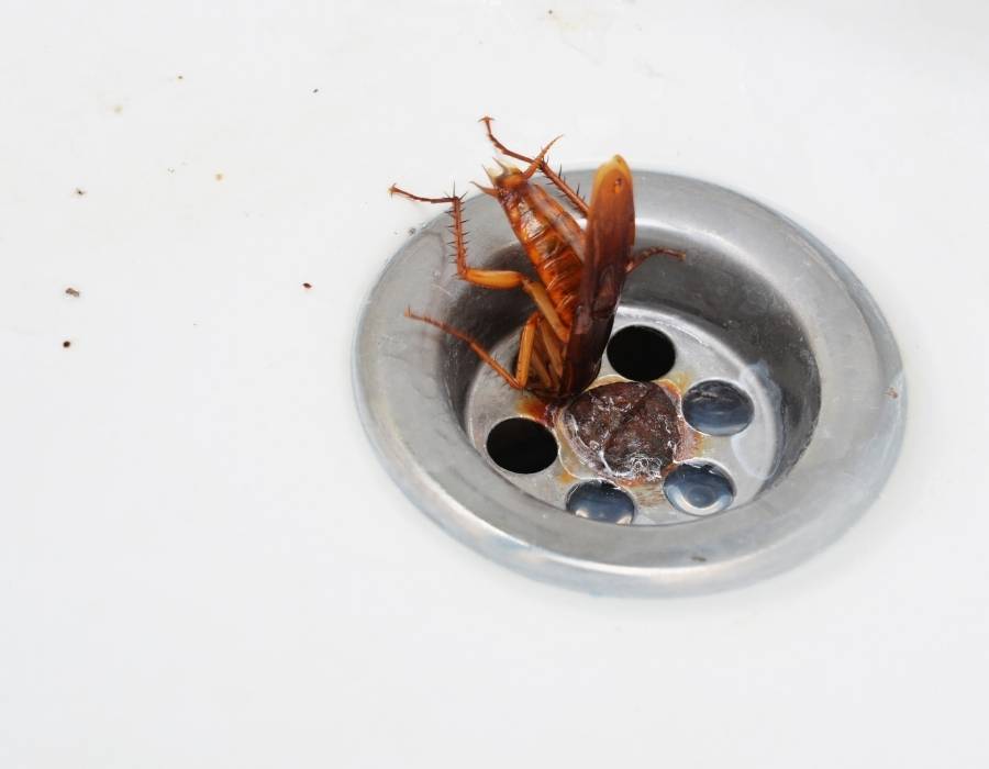 cockroach symbolism in sink