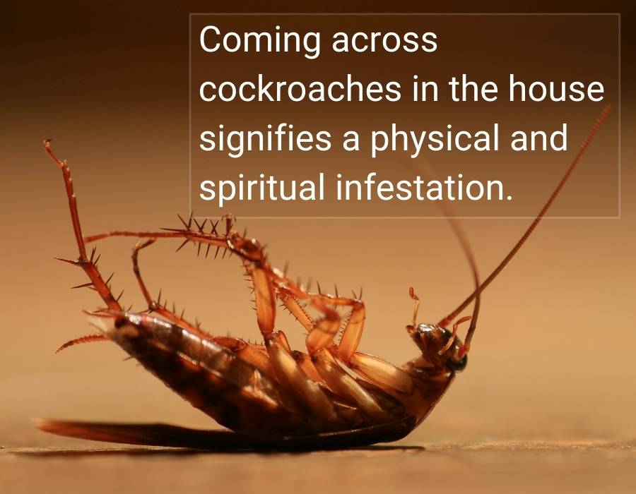 cockroaches in the house physical spiritual infestation