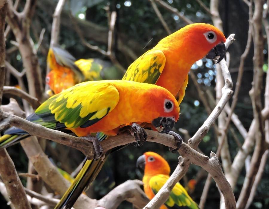 colorful parakeets