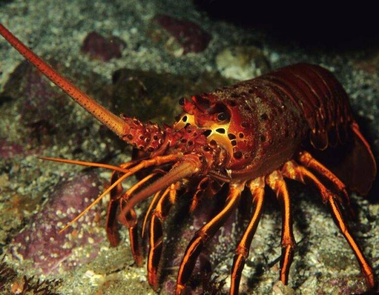 Animals Associated With Time And Living In The Moment Animals Associated With Time And Living In The Moment