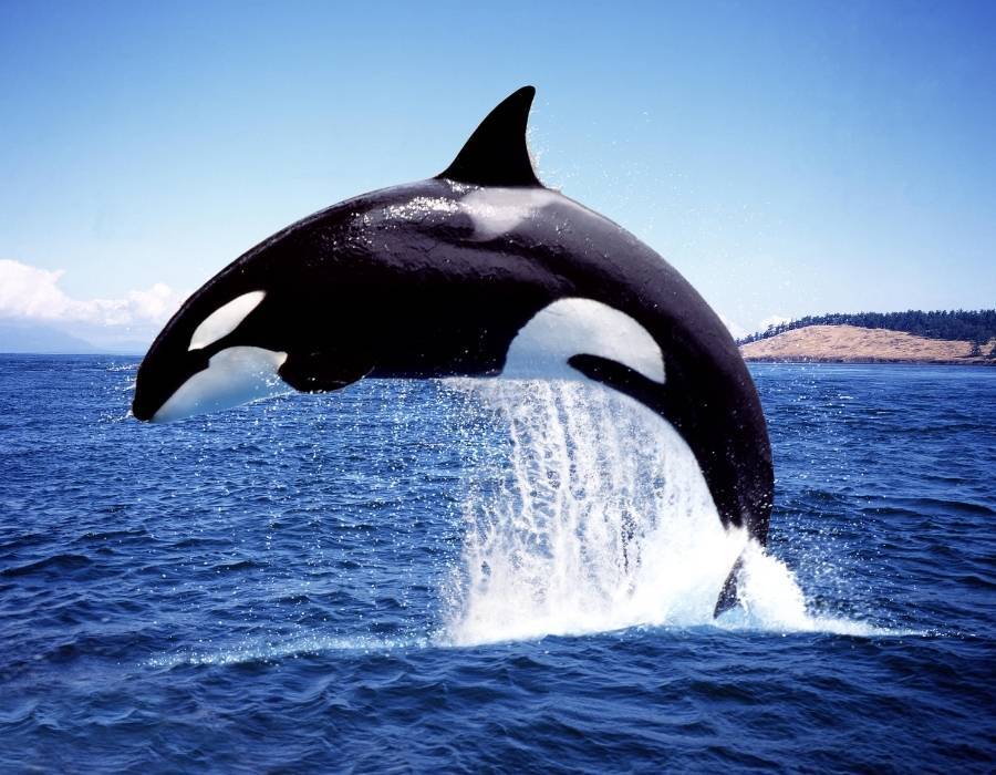 orca whale