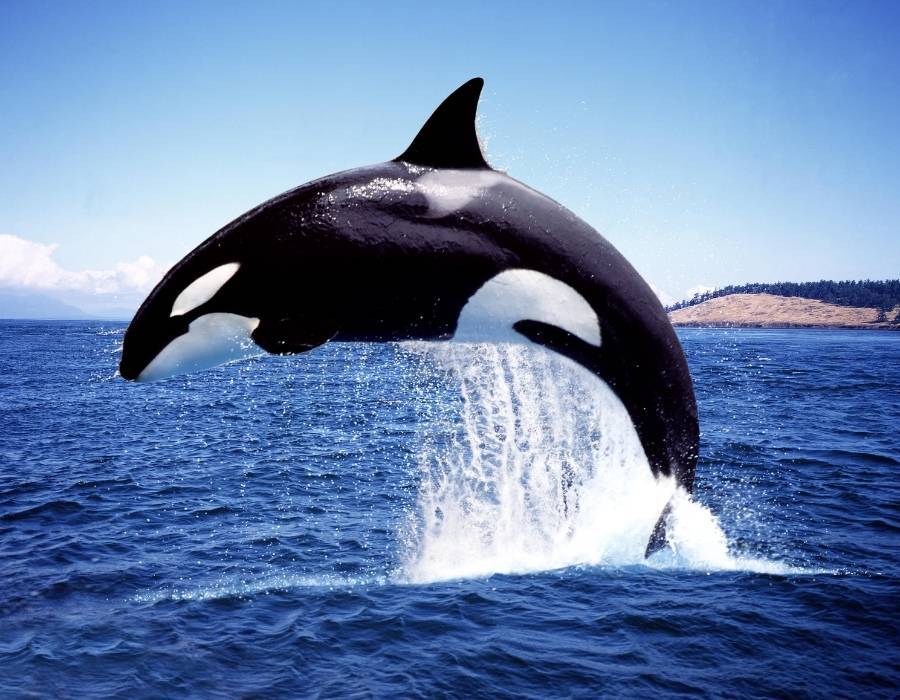 orca whale 