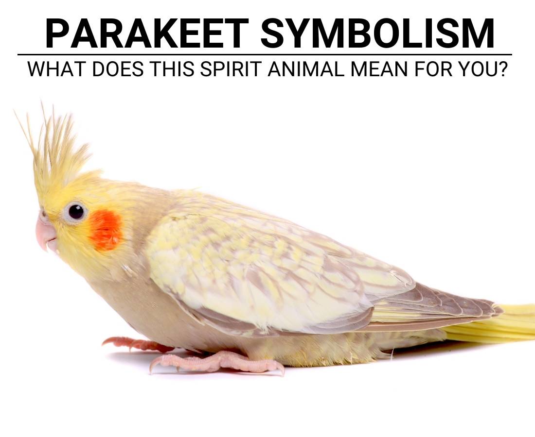 parakeet Symbolism