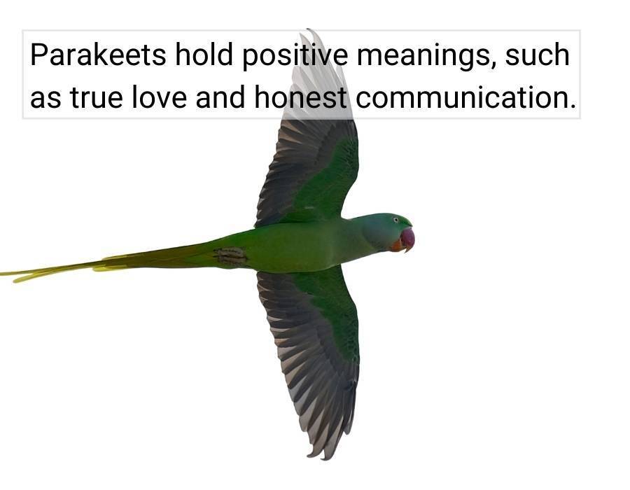parakeets meanings true love and honest communication