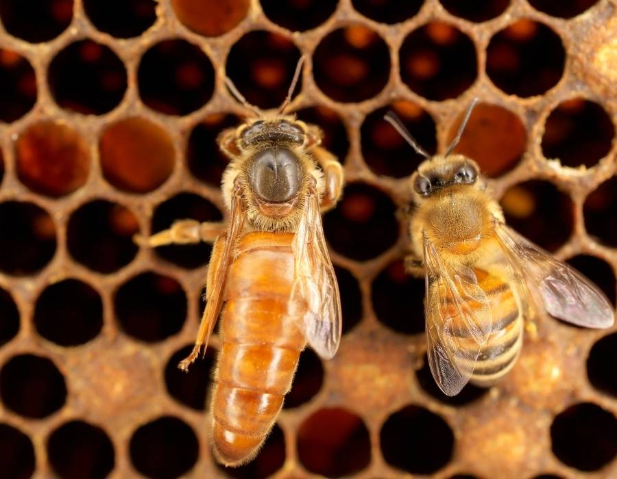 queen bee Feminine Animals: The Strongest Animals in the Wild
