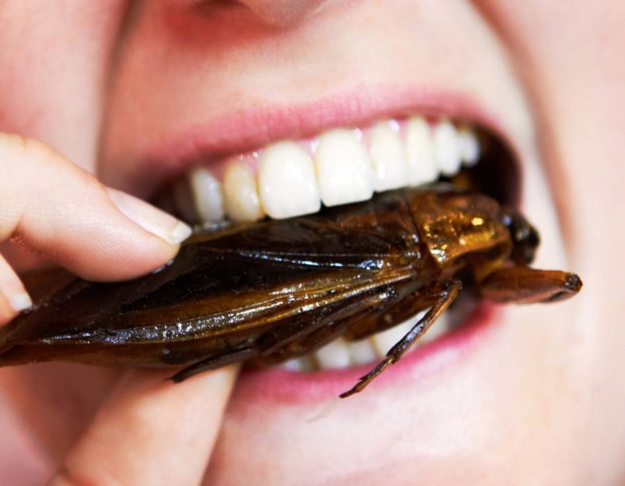 thailand eating cockroach