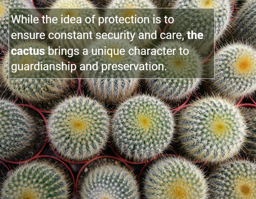 the cactus brings a unique character to guardianship and preservation.