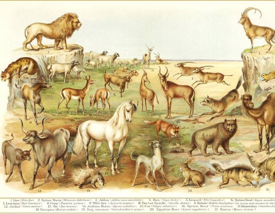 various animals bible