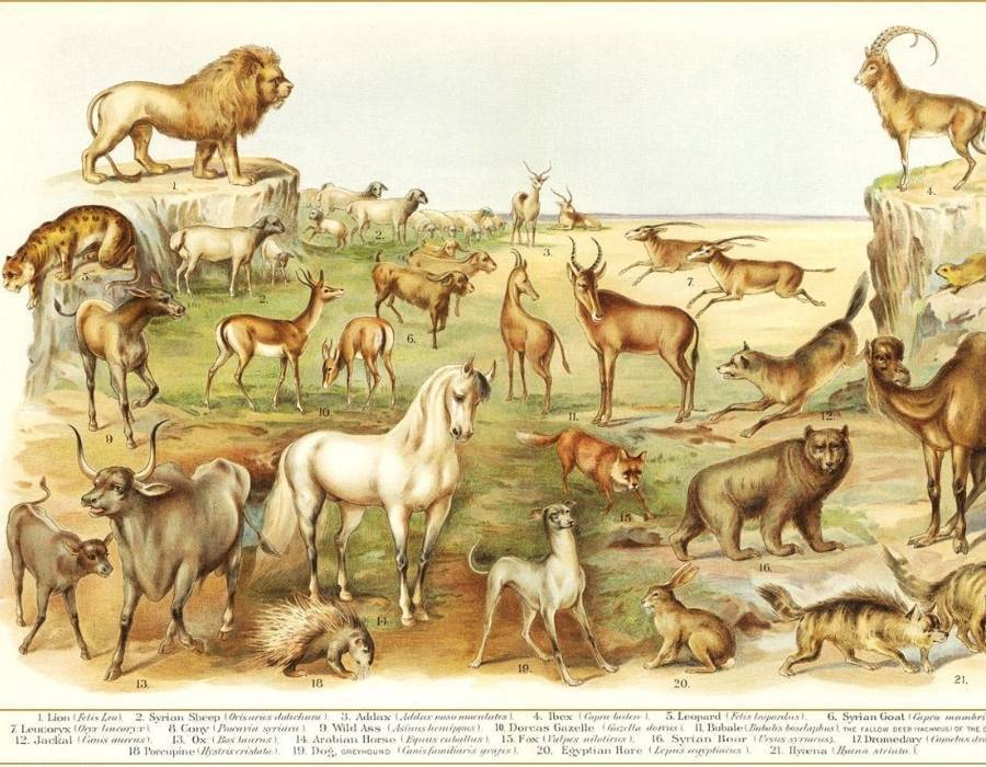 various animals bible