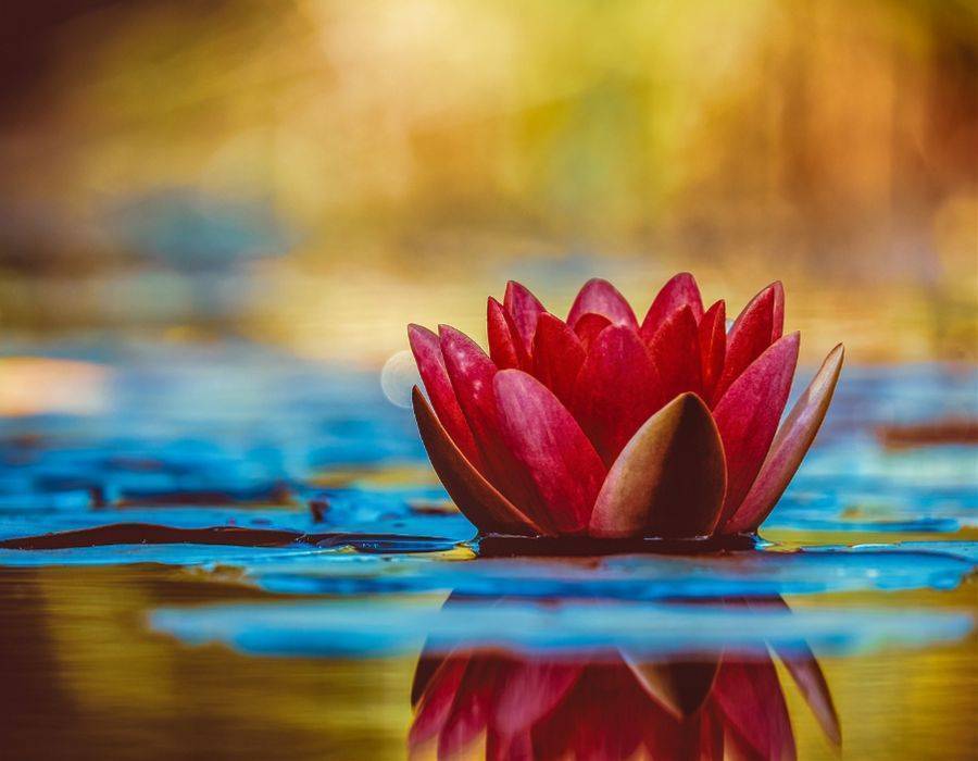 lotus flower