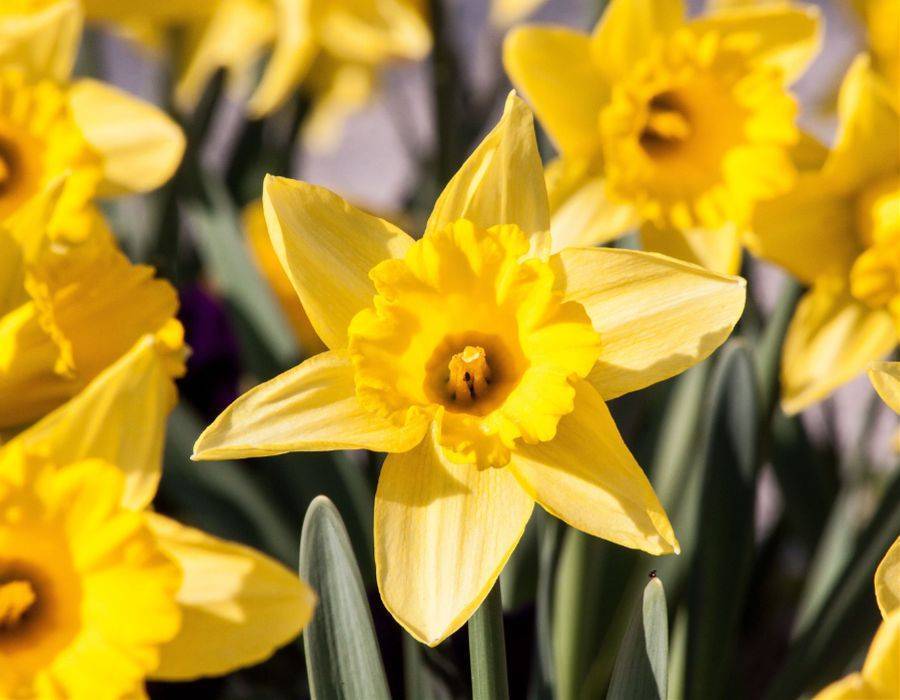 Daffodils symbolize honesty