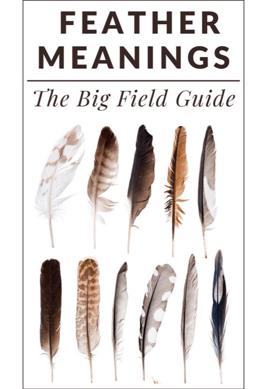 feather meaning field guide