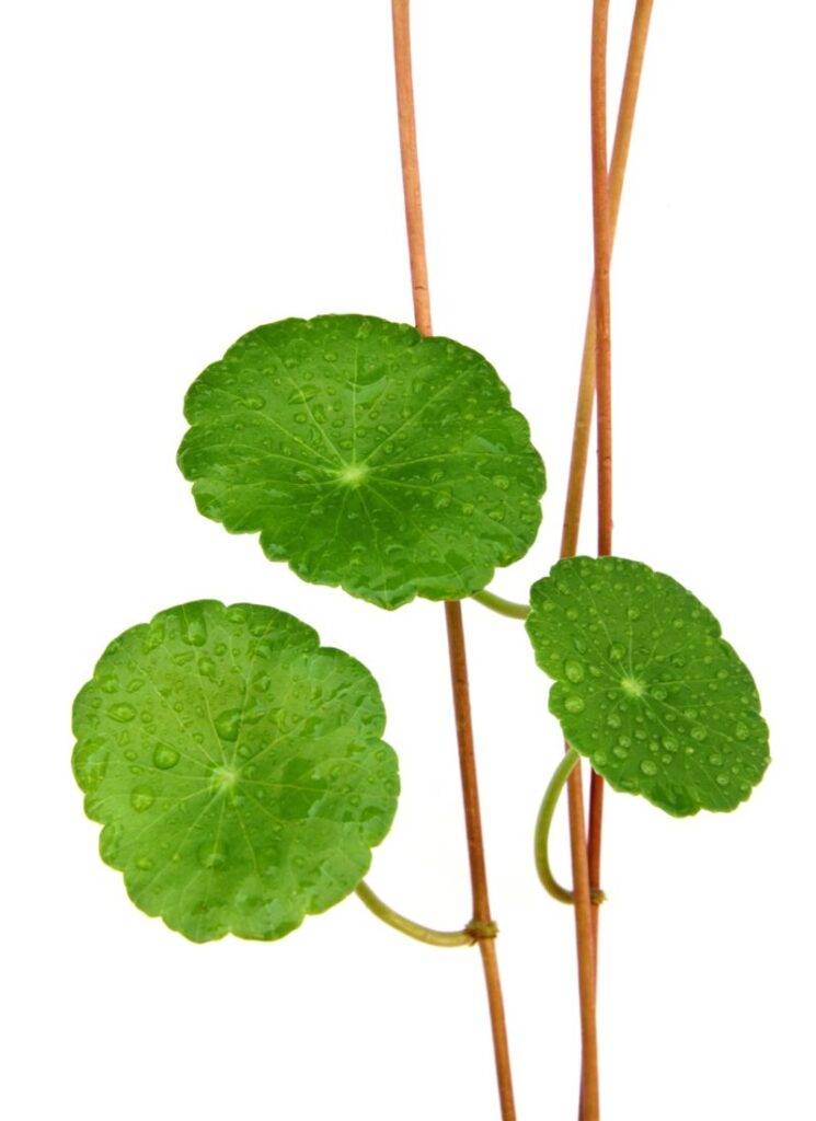 Gotu Kola herbs for healing chakras