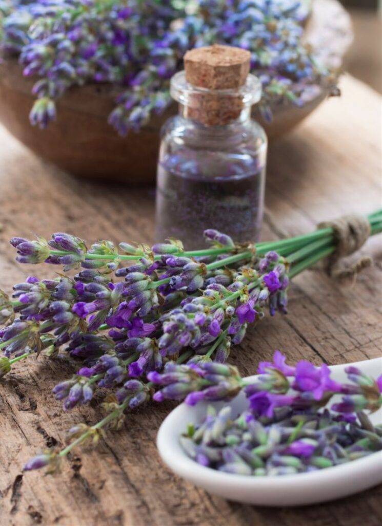 Lavender For Healing of Crown Chakra