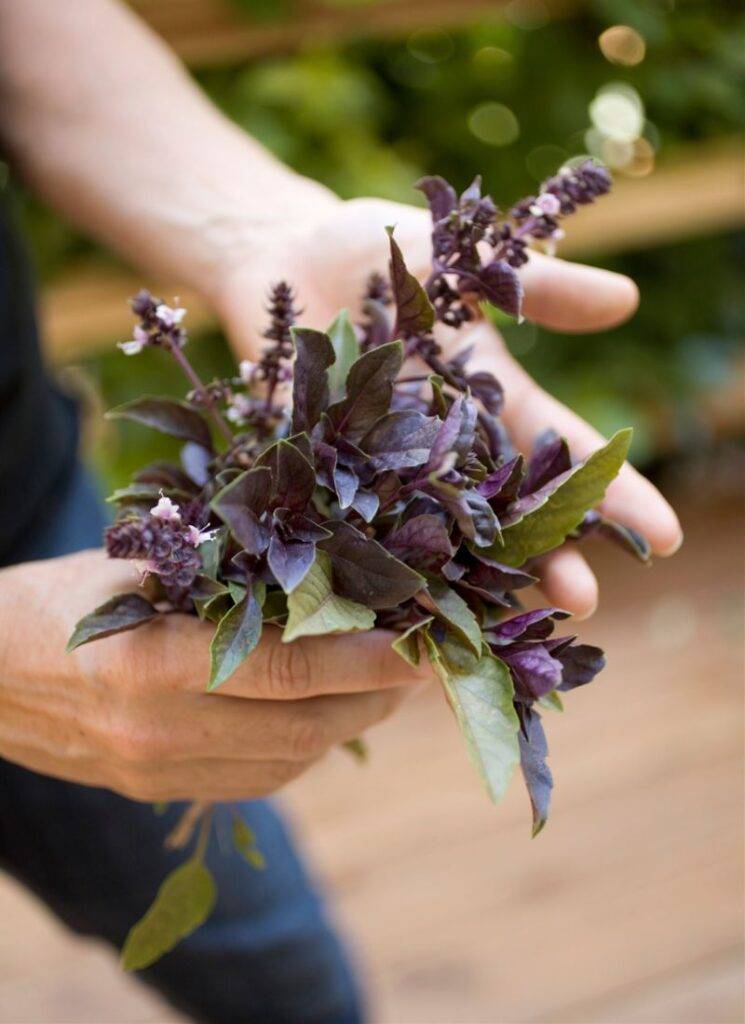 Purple Basil Herbs and How to Use Them to Heal Your Crown Chakra