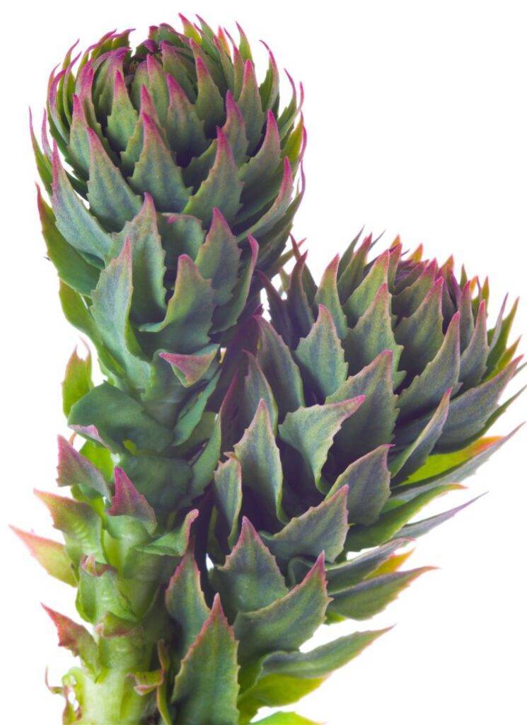 Rhodiola Rosea