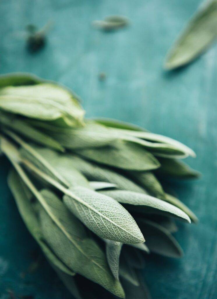 Sage for healing herb