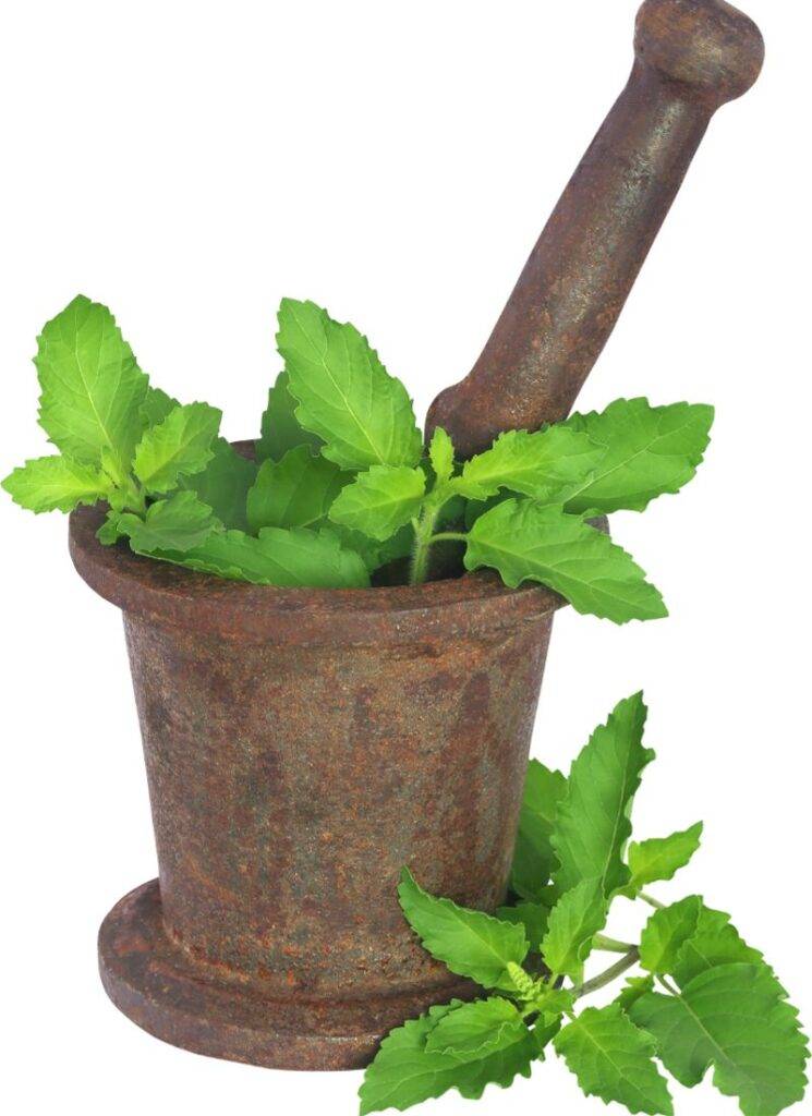 Tulsi for balancing crown chakra