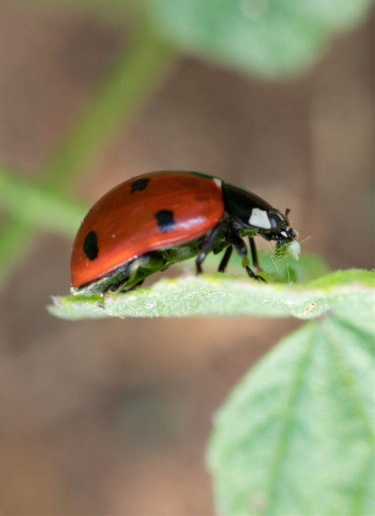 ladybug eating