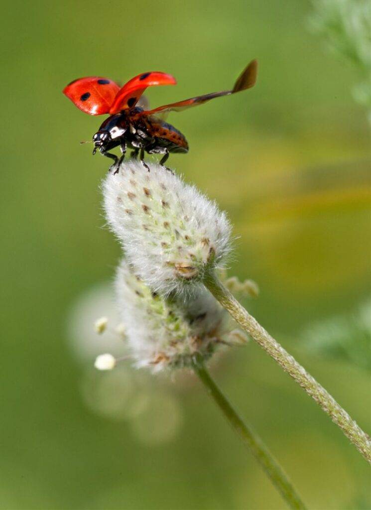 ladybug-taking-off