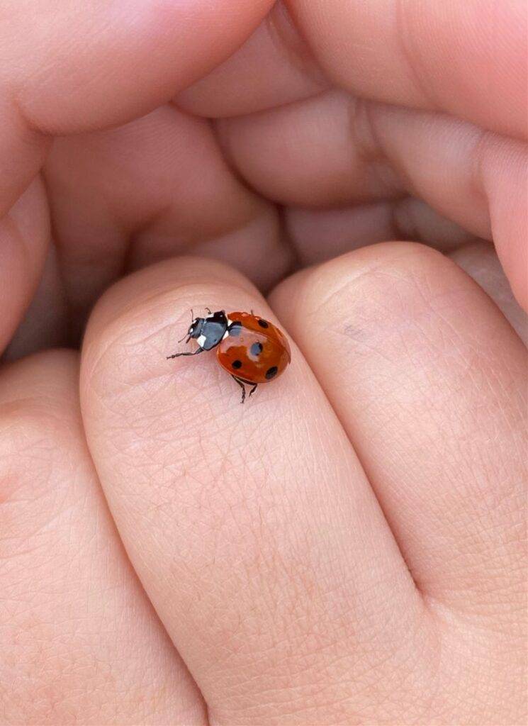 ladybug on hand