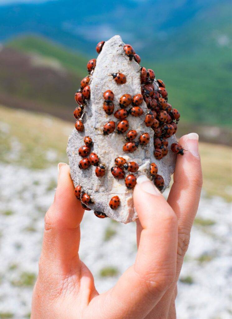 ladybugs on stone