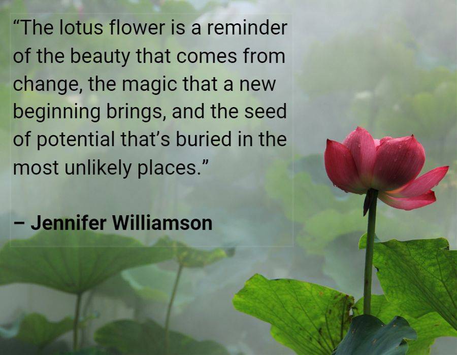 lotus flower is a reminder of the beauty