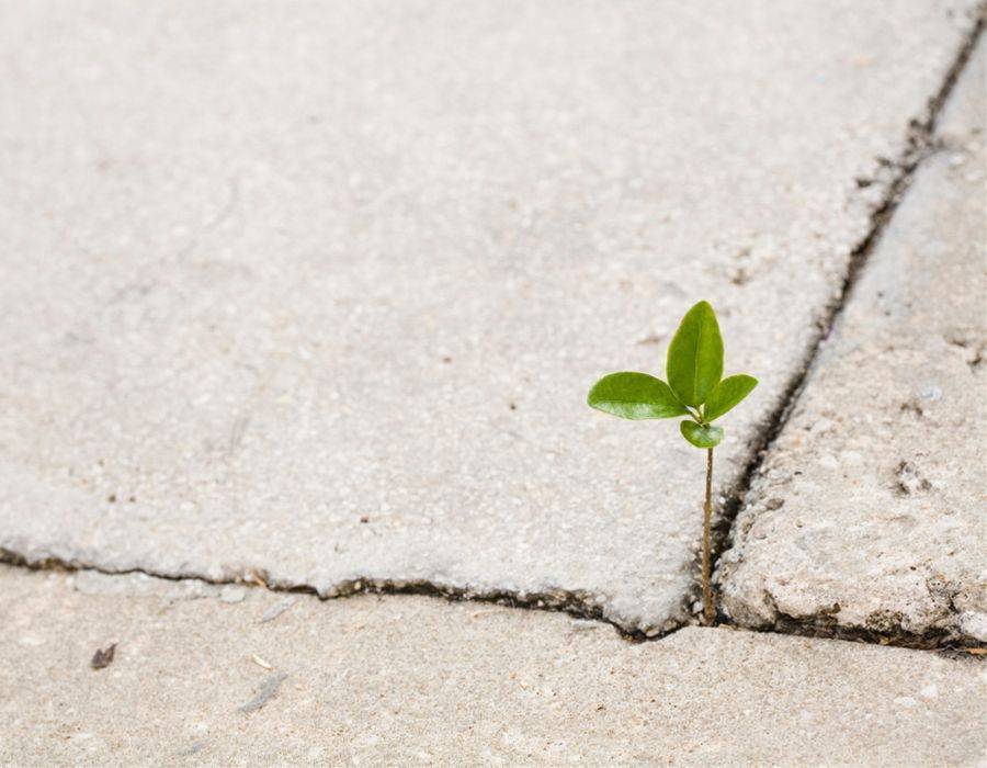 plant growing in a crack in the sidewalk