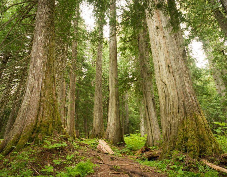 trees symbols of growth