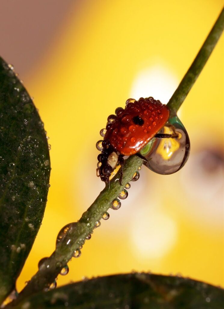 ladybug water drops