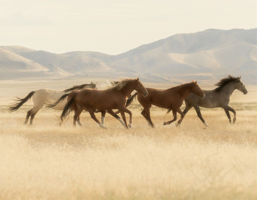 wild horses free