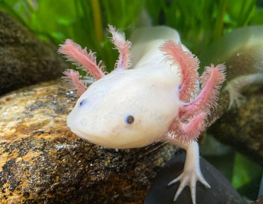 Axolotl symbol of healing