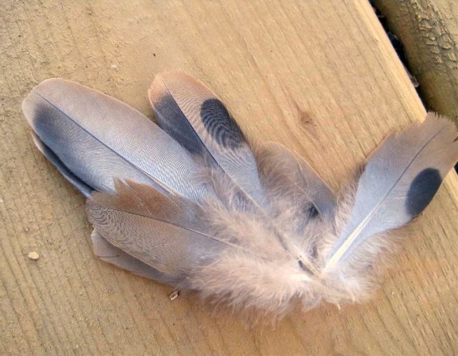 Mourning Dove Feathers The Mourning Dove Feather Symbolism and Meaning - Uncover the Fascinating Symbolism