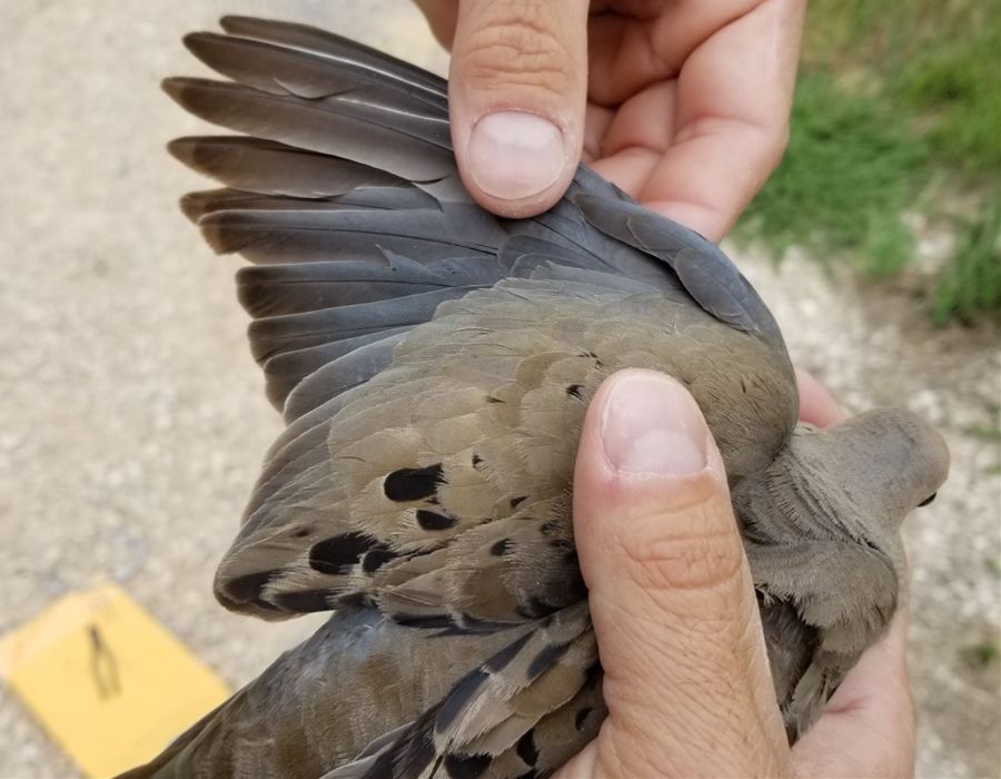 Mourning-Dove-Feathers