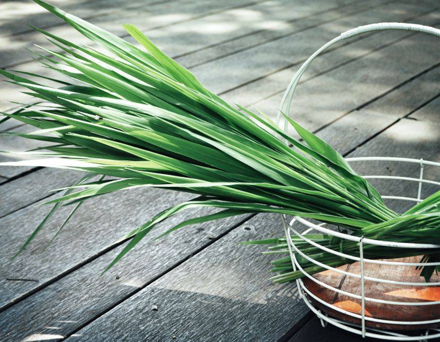 Vetiver grass